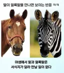말과 얼룩말의 만남.jpg