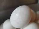 계란 껍질 내부 깨짐일까요? 사진