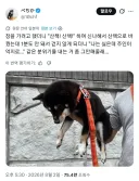 요즘 강아지들 산책의 문제점
