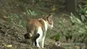 길고양이 발로 차 죽여 '집유' 받은 30대 또 범행했다 '실형'