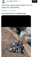 투명 방음벽에 충돌해 죽은 새끼와 어미 물까치들