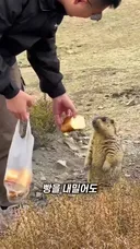 마멋이 빵을 줘도 움직이지 않았던 이유
