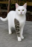 이레즈미 인식 많이 안좋나요..?