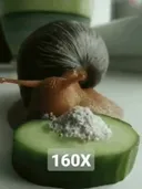 달팽이 오이 먹방