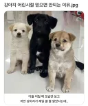 강아지 어린시절 믿으면 안되는 이유.
