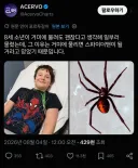 거미에 일부러 물린 소년