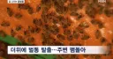 현재 양봉이 힘든 이유