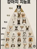 강아지 지능 티어표