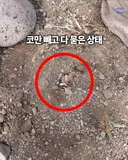 산 채로 반려견을 땅 속에 묻은 주인