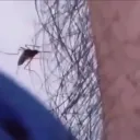 오가닉 모기 배리어