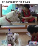 강아지에게 현실적인 조언을 해주는 할머니
