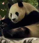 최근 탈모가 심해진 푸바오 😔
