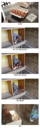 마트에서 사온 유정란을 닭에게 줘보았다.jpg