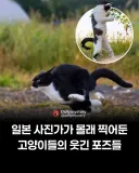 웃긴 냥짤들...