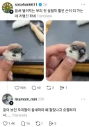 참새 머리 왜 잘랐어 ㅜㅜ.webp