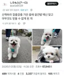 산책 가다가 광견병 주사 맞은 강아지.jpg
