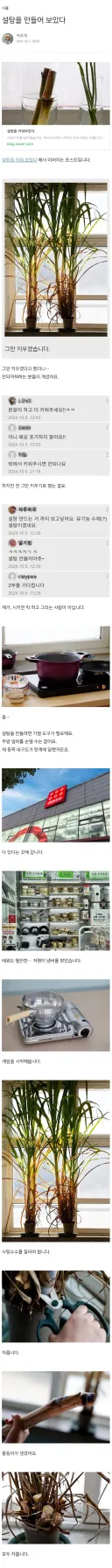 스압)설탕을 진짜로 직접 만들어 버린 사람 jpg.