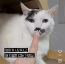 12년동안 고양이 임보 중인 고부해pd