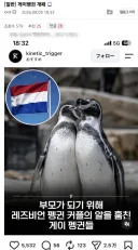 게이 펭귄 VS 레즈비언 펭귄