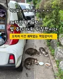 "책임없는 쾌락"이란 말에 빡친 캣맘