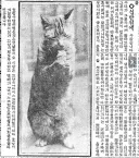호랑이 담배먹는 것은 옛날 일이오, 지금은 고양이 아이스크림 마시는 세월이외다