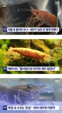 [폭염주의] 🤣 편하게 먹는 새우 근황