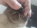고양이 확대가 아닌 학대하는 사진입니다