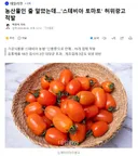 농산물인 줄 알았는데..스테비아 토마토' 허위광고 적발