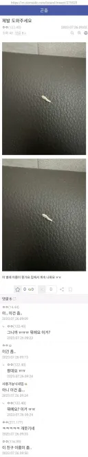곤충 갤러리 암묵적 규칙
