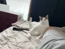 우리집 막내고양이 귀여운것좀 보고가