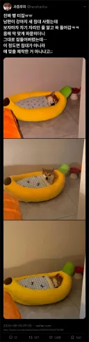 강아지 침대 사준 후기