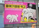 ㄹㅇ 개쩌는 반려동물 영양식품