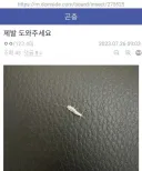 제발 도와주세요 이 벌레 이름 뭐임??