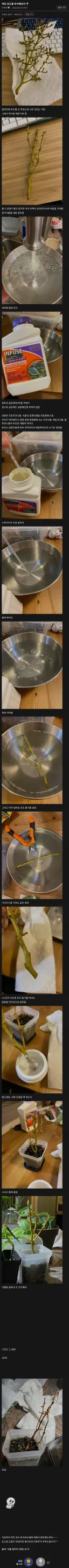 식물갤러의 포도 번식 후기