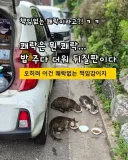 책임없는 쾌락이란 말에 빡친 캣맘