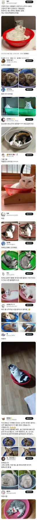 의외로 고양이들이 매우 좋아한다는 물건
