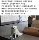 편의점 앞에서 기다린 댕댕이가 돈 받은 이유