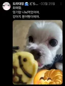 버튜버)도라대장네 강아지 평소 모습