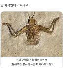 자기주장이 강한 화석
