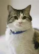 어느 고양이 신기한 능력