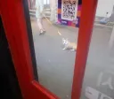 반려견 키울때 생각보다 조심해야되는거