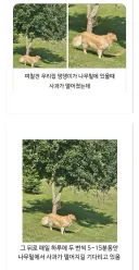 애플을 노리는 리트리버.jpg