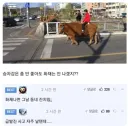 전기차 위험하다고 해서 수소차 알아보는 중