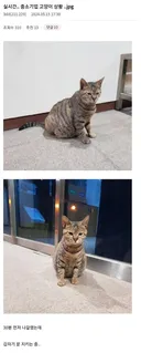 중소기업 고양이.jpg