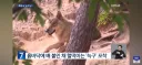 최근자 늑구 근황
