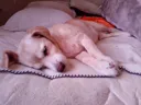 방금 우리집 댕댕이 자는거 도촬해옴