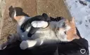 상황별 고양이 언어 모음집