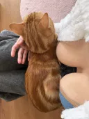 얌전히 앉아 있는 고양이.jpg