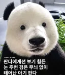 검은색 없이 태어난 불량품 판다
