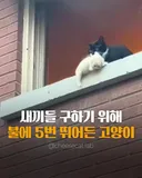 새끼 구하러 불길속에 뛰어든 고양이.gif